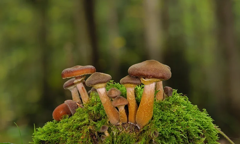 Comment les distinguer sur le terrain