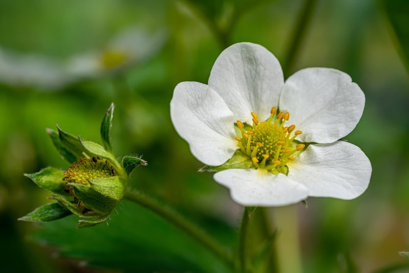 De la fleur au fruit : comment pousse les fraises en 2026