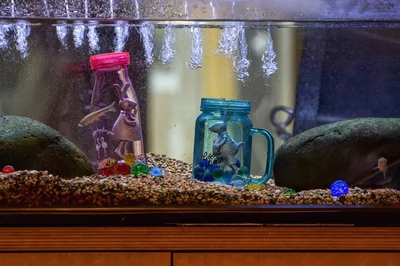 Pierre naturelle aquarium : guide complet 2026 pour un décor réussi