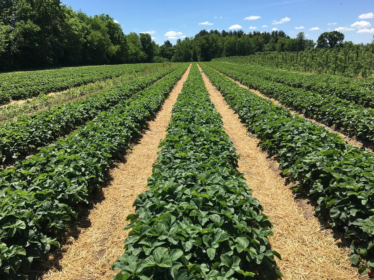 Les étapes de croissance d’un fraisier, de la germination à la récolte