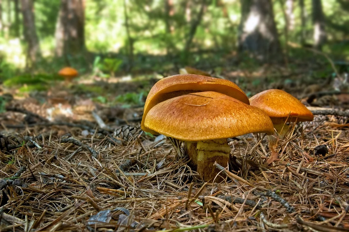Découvrez le mystérieux champignon bolet jaune : guide complet pour 2026